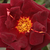 Rdeča - Angleška vrtnica - Sir Edward Elgar